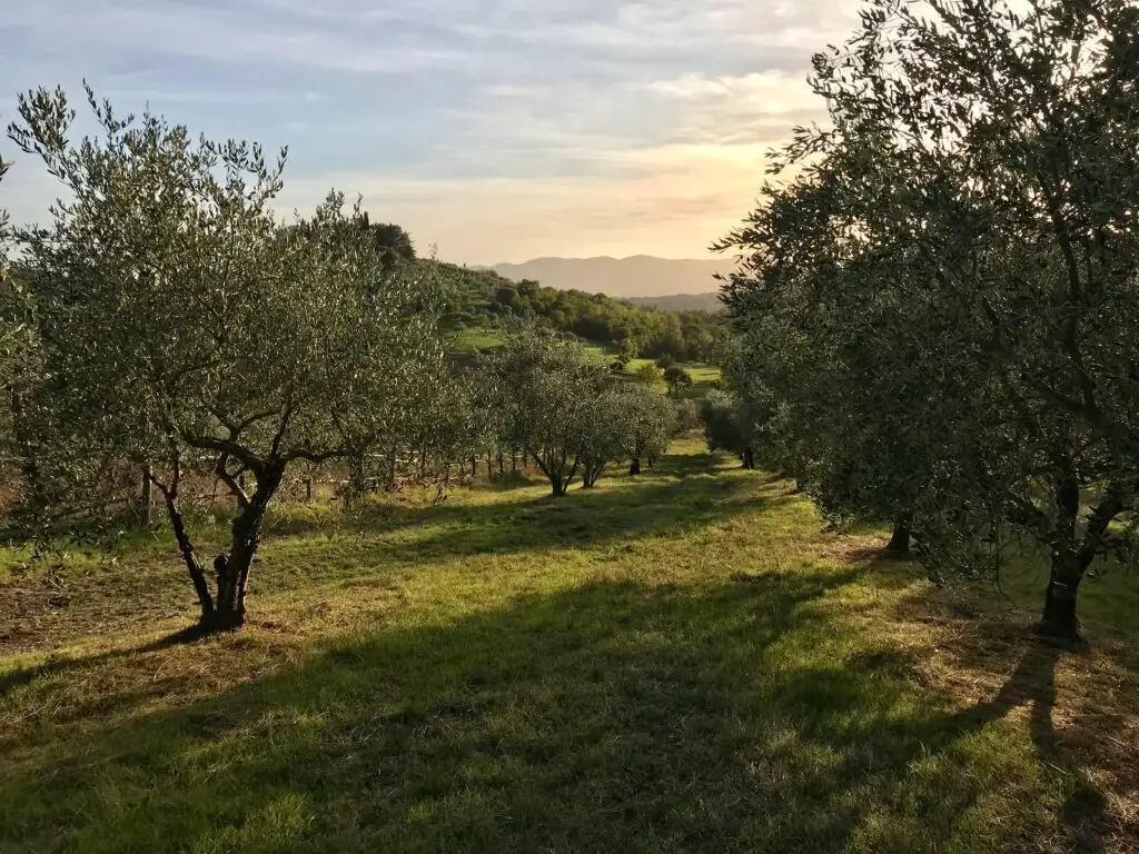 tuscan olive grove
