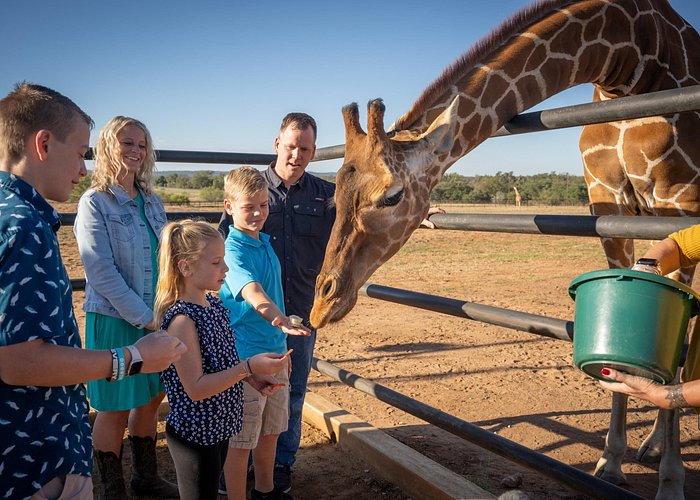 A Local's Guide to charming Fredericksburg, Texas animal