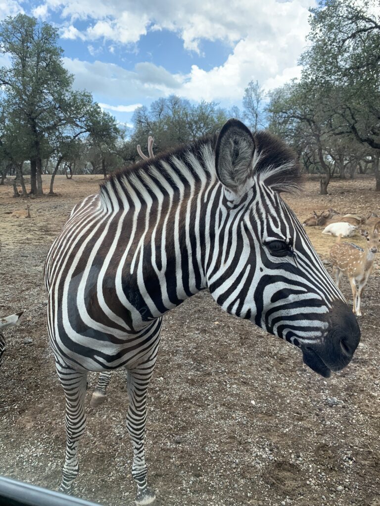 A Local's Guide to charming Fredericksburg, Texas b249dac7 ac57 4f81 8d9e 3c690a7431a5